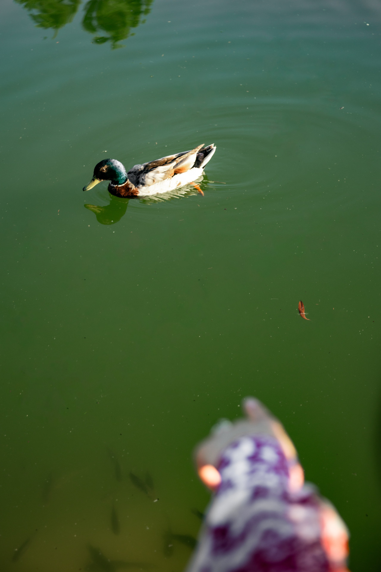 IMG_1468.jpg